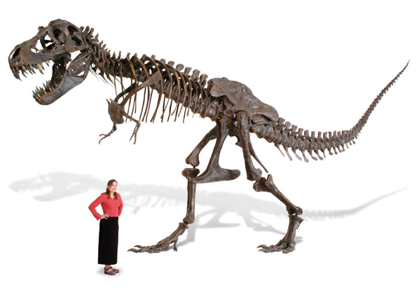 Tyrannosaurus skeleton Dhs367,300 hammacher.com