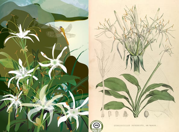 The Hymenocallis flower was the inspiration for the design. 