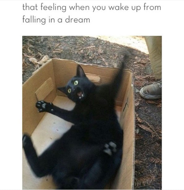 Best Cat Memes Ever