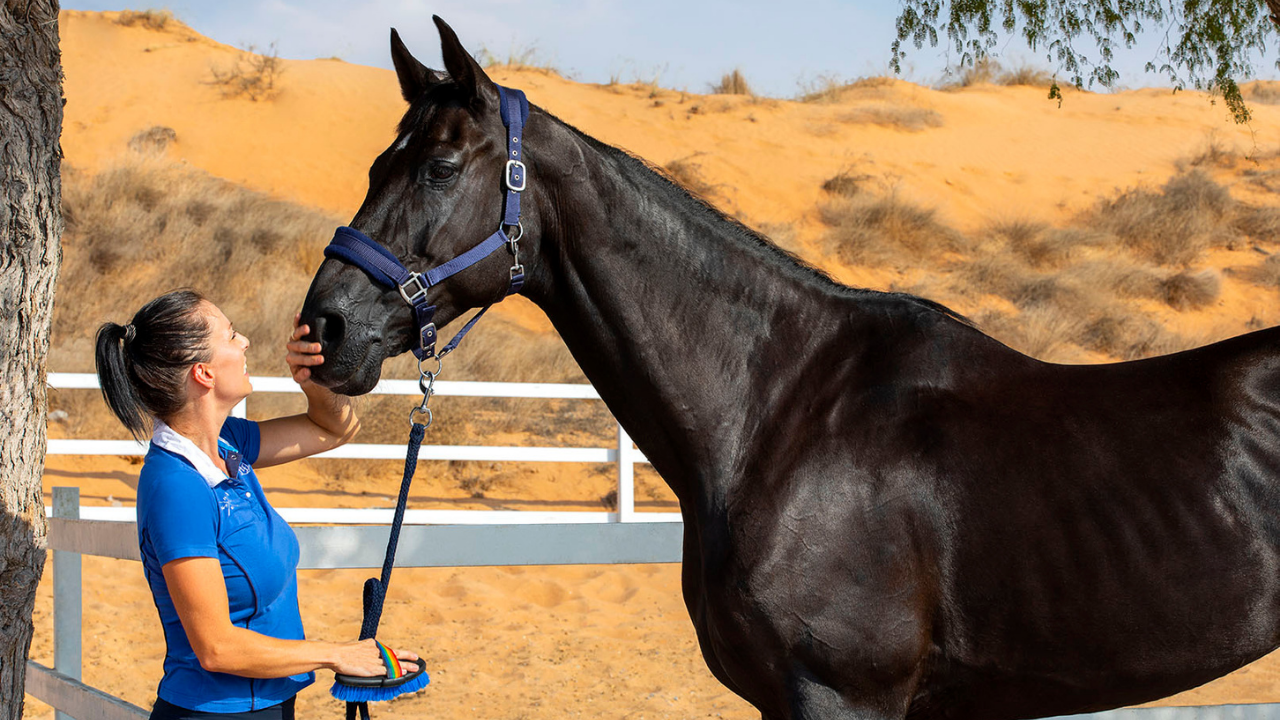 Equestrian Al Wadi